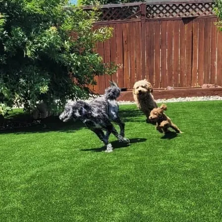 Pet safe backyard artificial turf Georgia